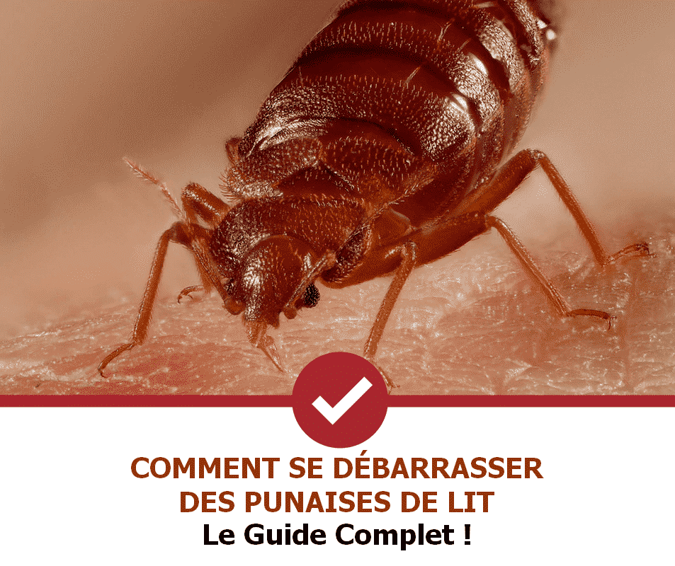 Comment éradiquer les punaises de lit (Guide 2022) Stop Nuisible