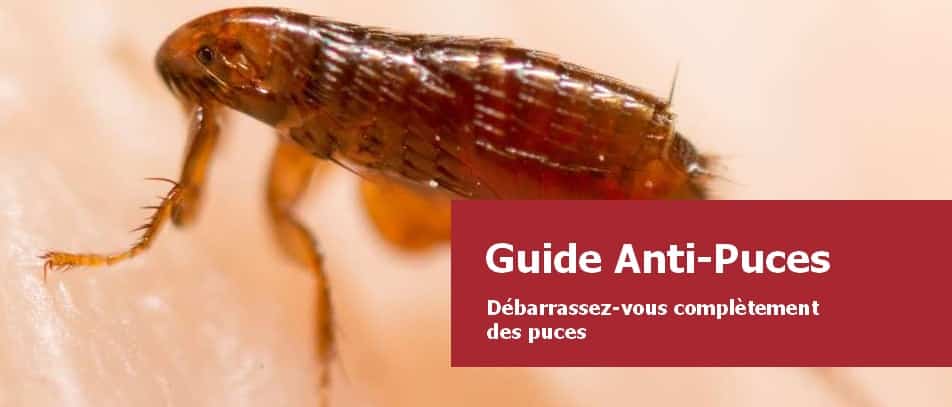 Puces dans la maison : les solutions pour les éliminer