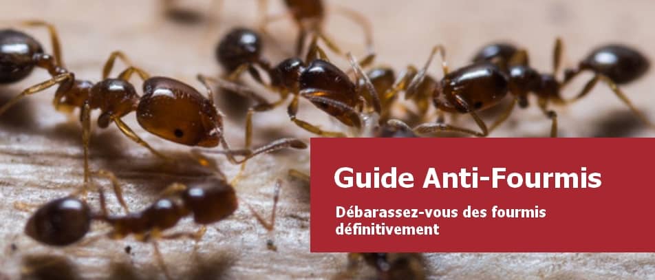 Les fourmis rouges : qui sont-elles et comment s'en débarrasser ?