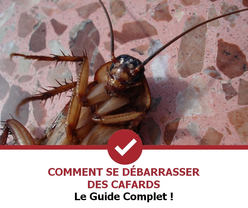 Comment se débarrasser des cafards (Guide 2022) Stop Nuisible