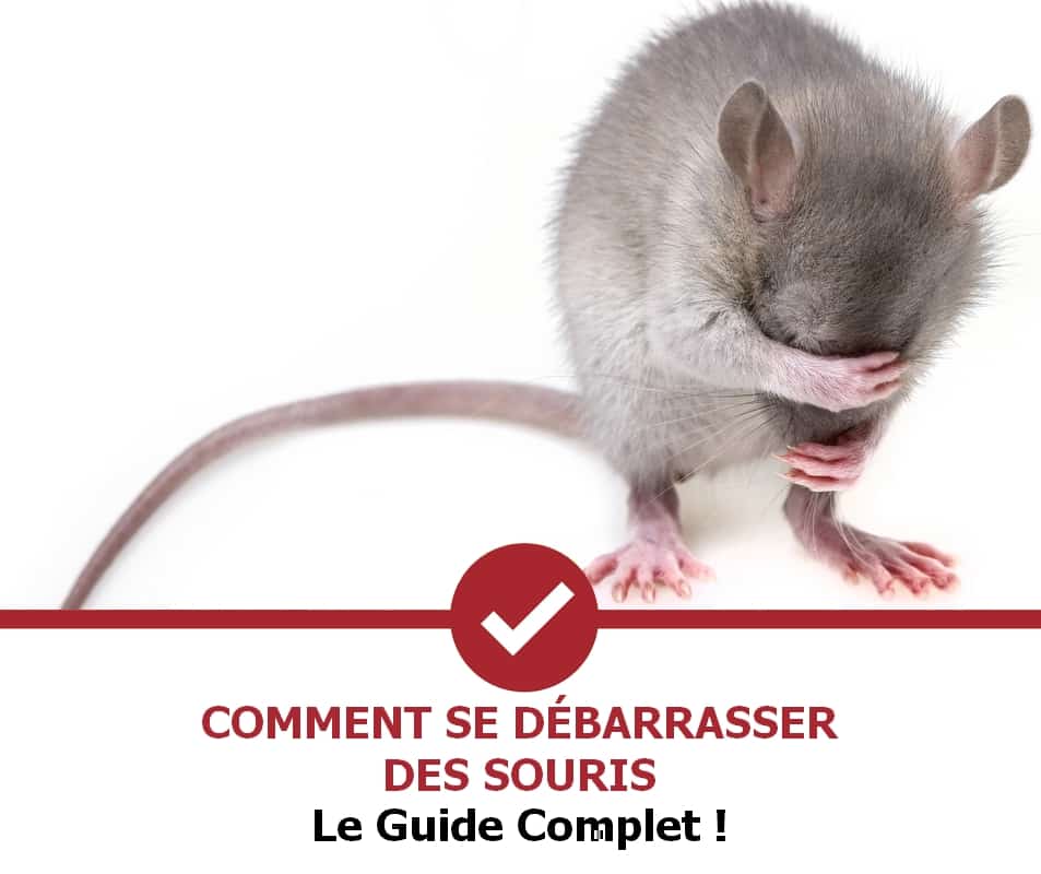 Comment se débarrasser des souris (Guide 2022) Stop Nuisible