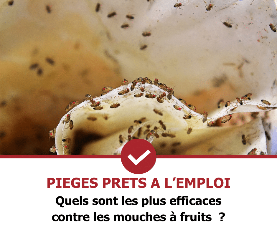 stop-nuisible.fr - pièges anti mouches des fruits prêts à l'emploi