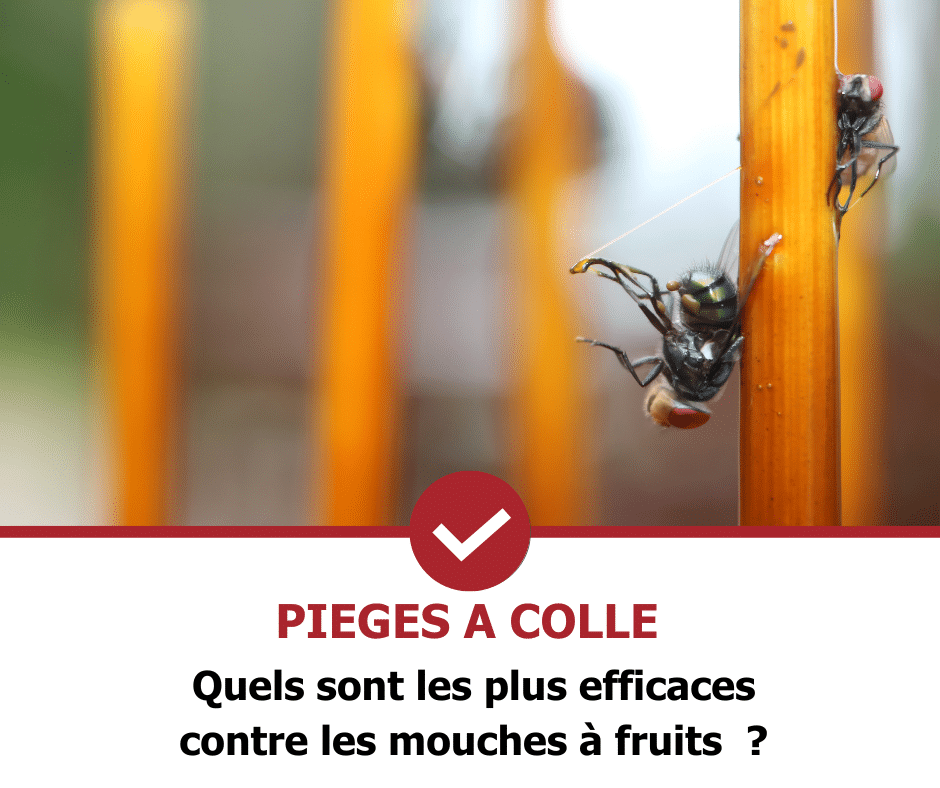 stop-nuisible.fr - pièges à colle anti mouches des fruits