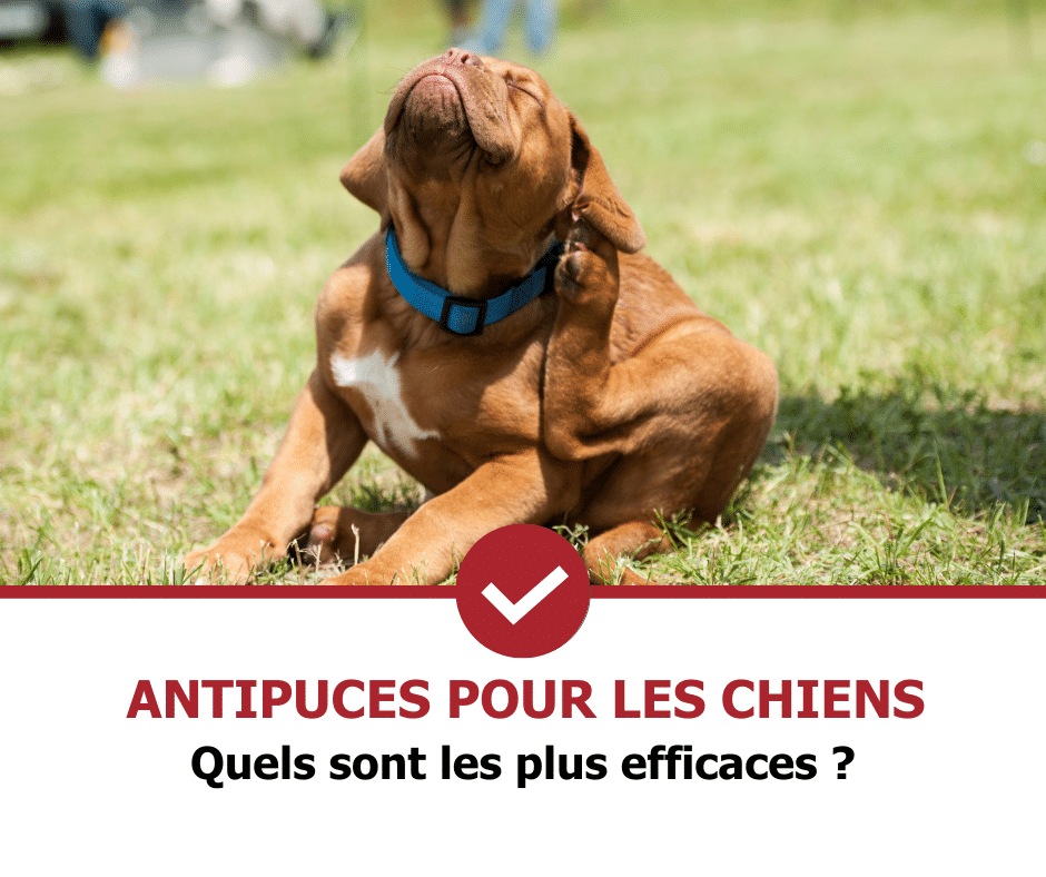 stop-nuisible.fr - antipuces chien