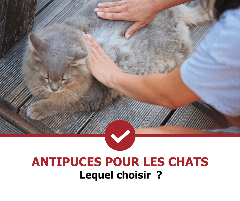 stop-nuisible.fr - antipuces chat