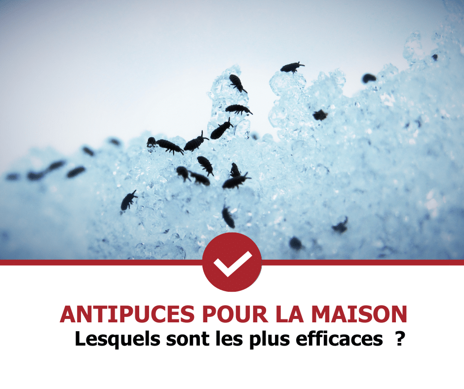 stop-nuisible.fr - antipuces pour la maison