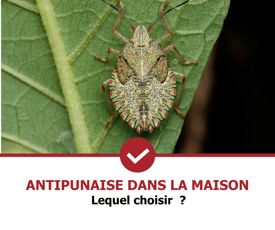 stop-nuisible.fr- produits anti punaises dans la maison