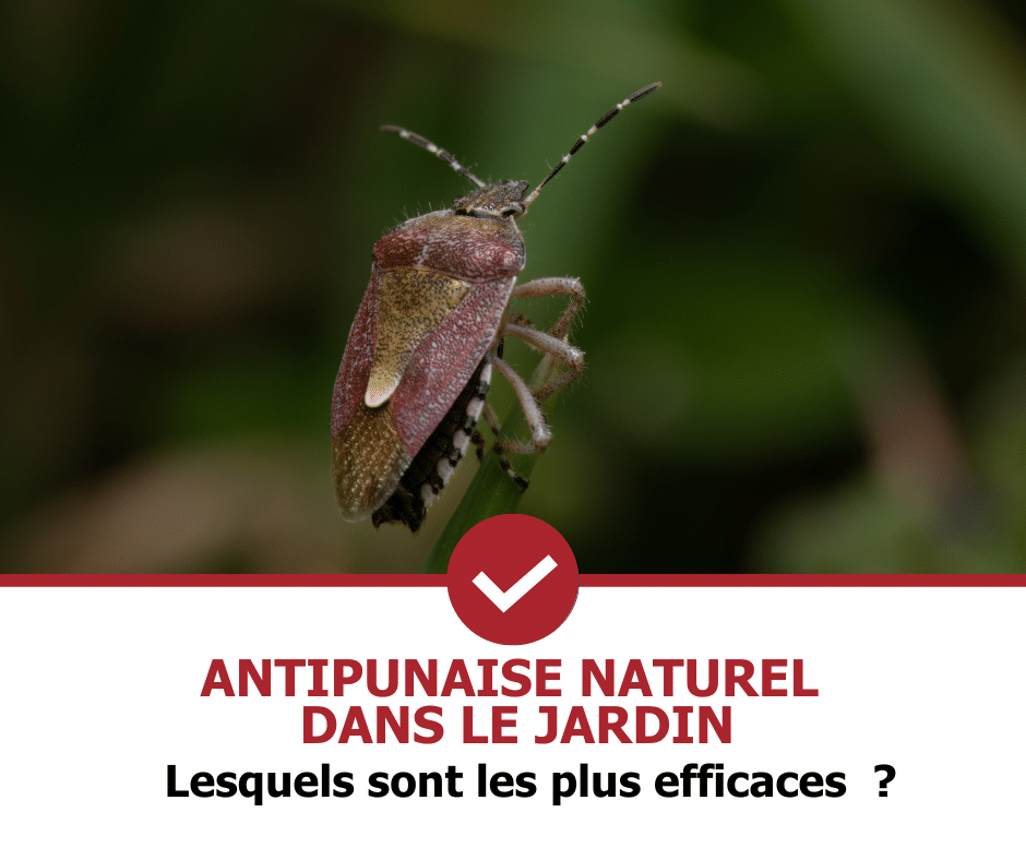 stop-nuisible.fr- produits anti punaise dans le jardin