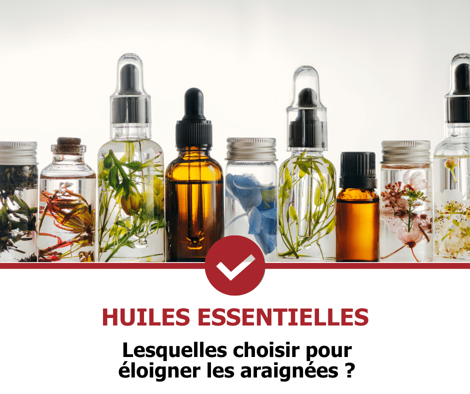 stop-nuisible.fr - top 5 des meilleures huiles essentielles contre les araignées