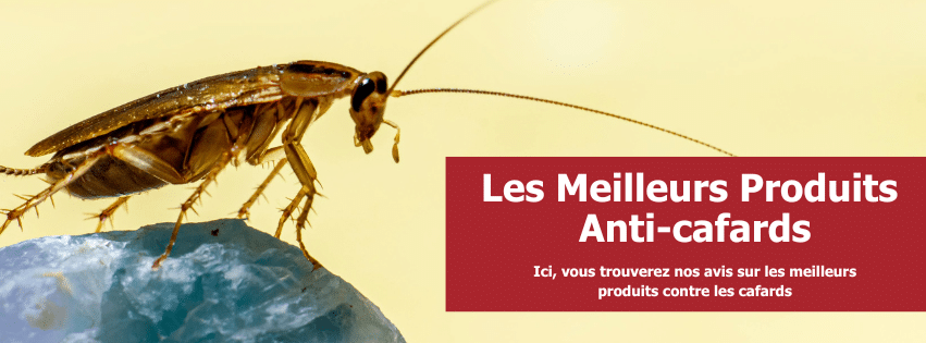 stop-nuisible.fr- Les Meilleurs Produits Anti-cafards