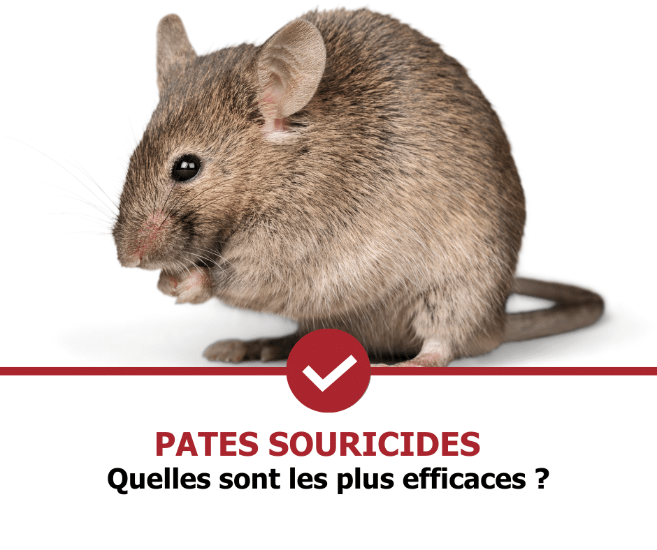 stop-nuisible.fr - pâtes souricides