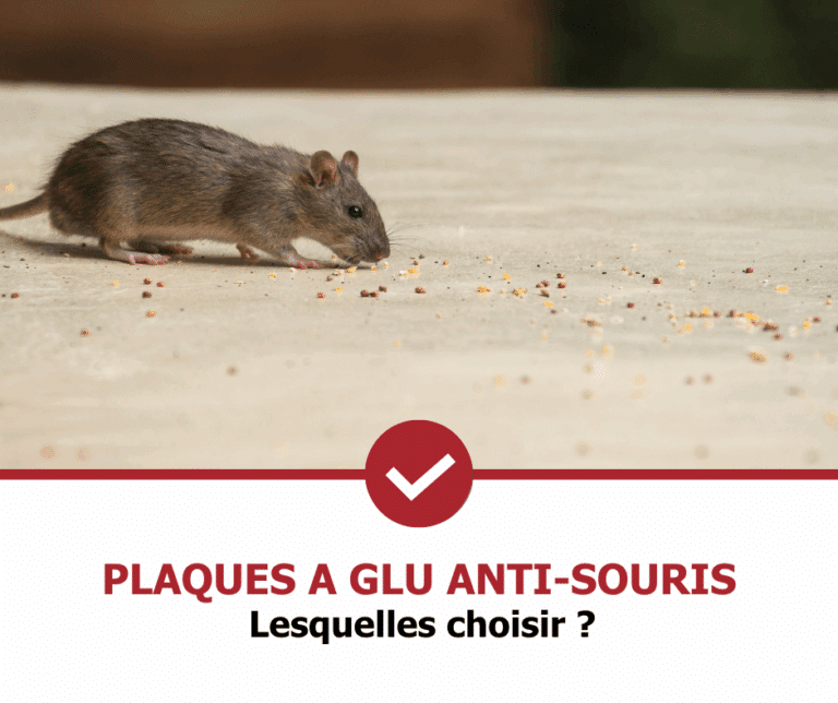 stop-nuisible.fr - plaques à glu anti souris
