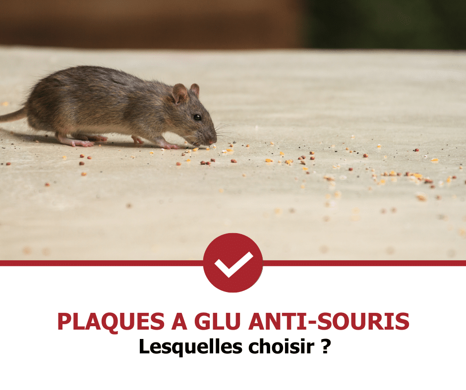 stop-nuisible.fr - plaques à glu anti souris