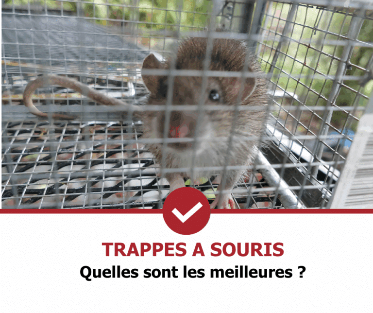 stop-nuisible.fr- trappes à souris