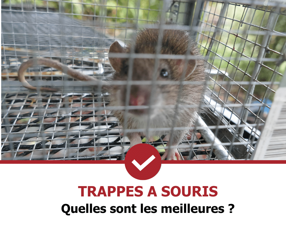 stop-nuisible.fr- trappes à souris